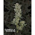 Hemp Kings: GG#4