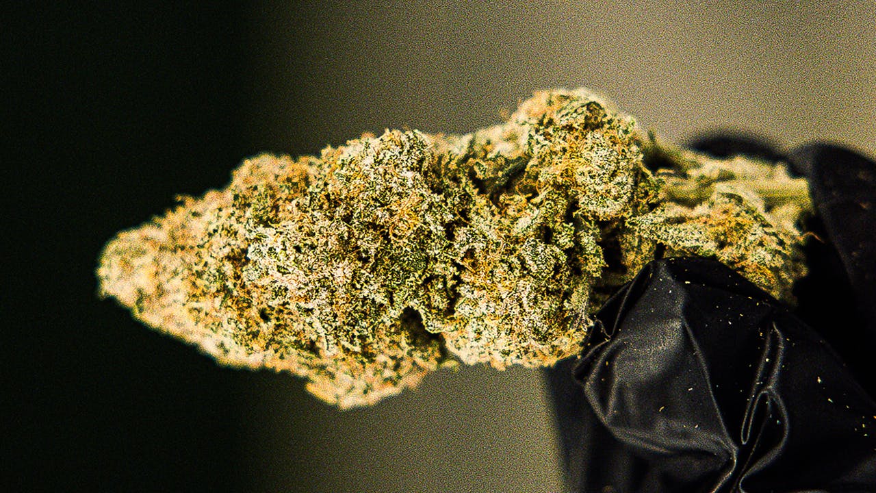 Product: OCEANA GARDENS | BLUEBERRY MUFFIN | BULK | INDICA