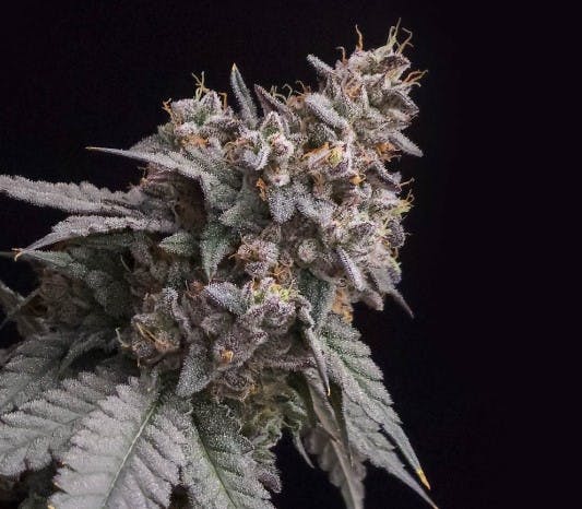 Photo of Cherry Pie OG