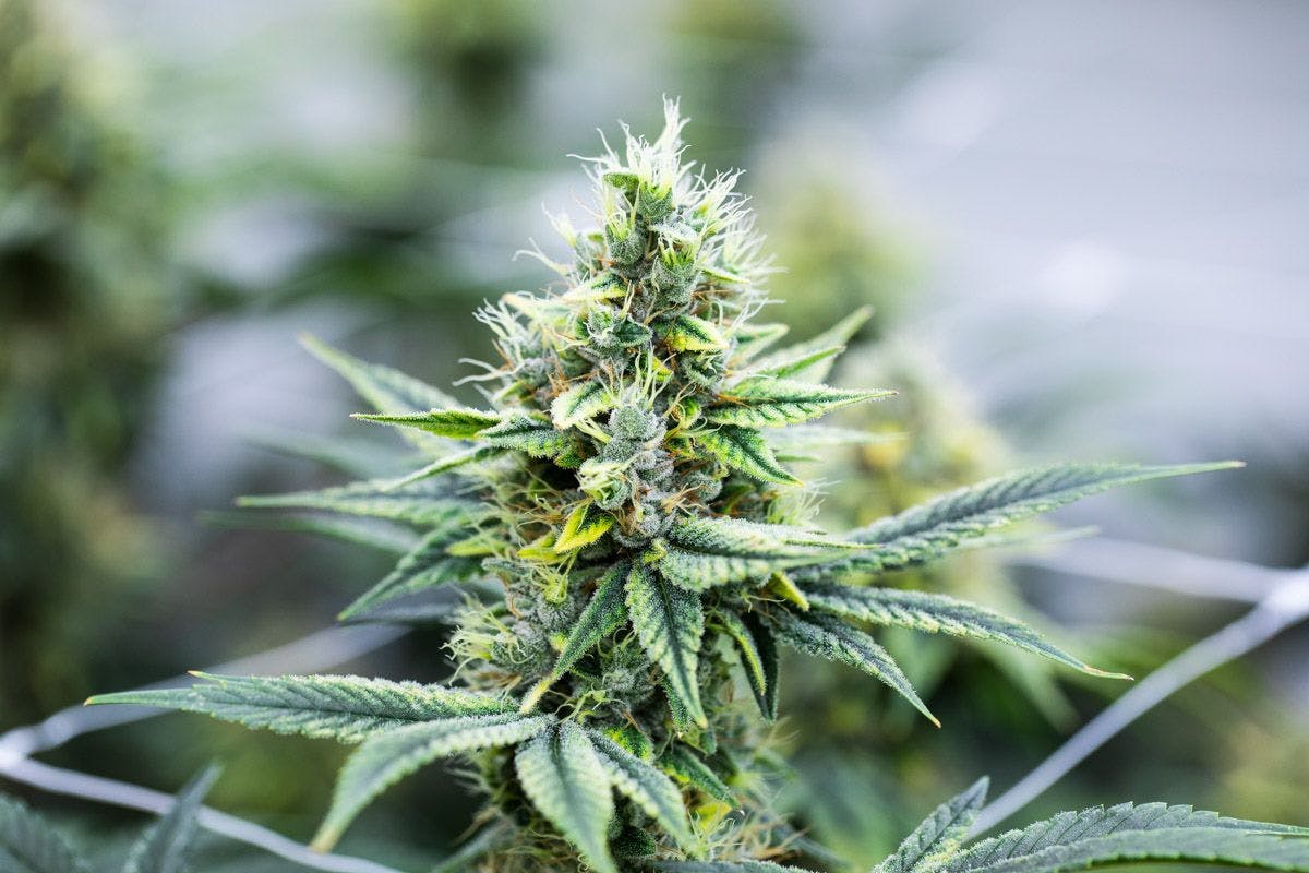 Photo of Grape Pie BX1 Pre-Ground The Heirloom Collective