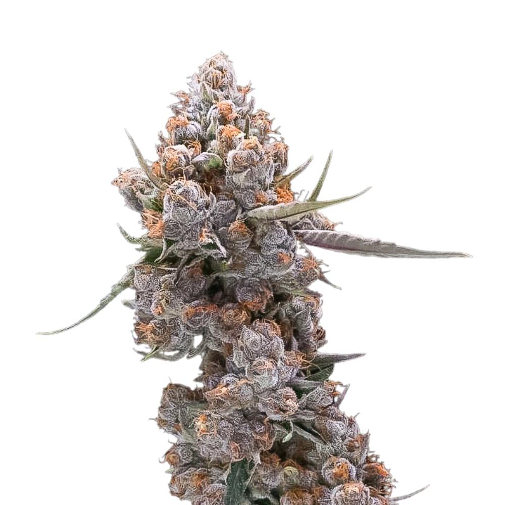 Photo of Gelato Punch