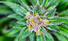 Flower category image