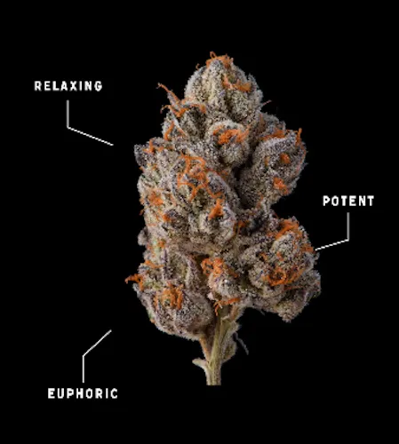 Khalifa Kush – Violet Sky – 3.5g-1