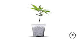 Clones category image