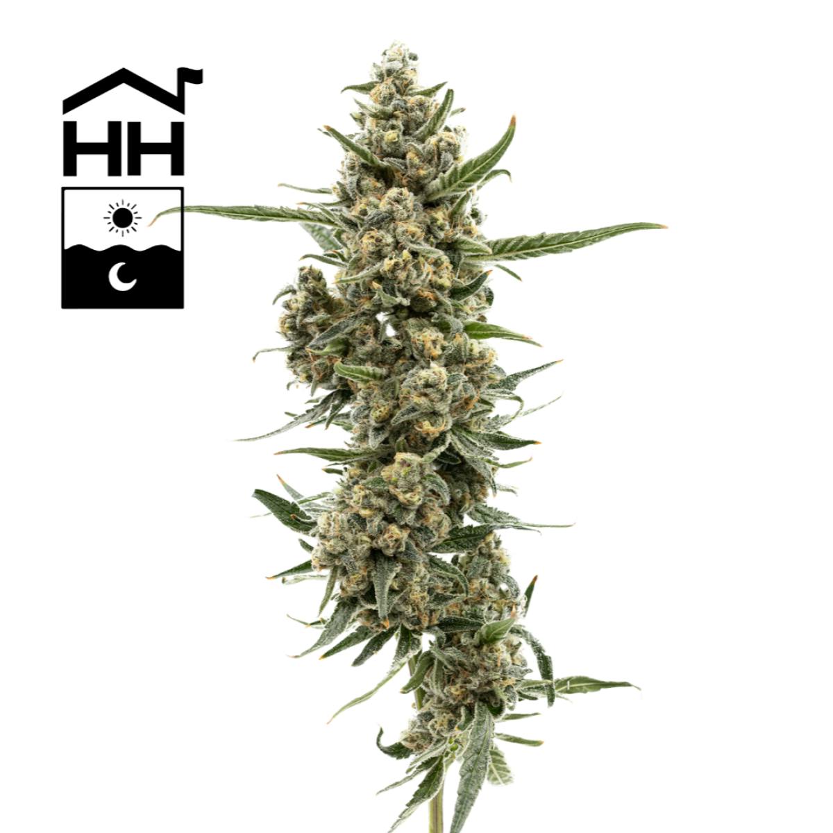 Product Specimen X #1 | Flower