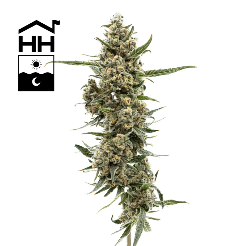 Product Specimen X #1 | Flower