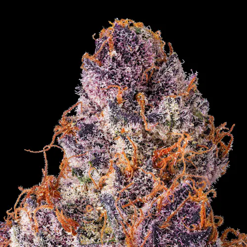 Lemon Cherry Tropicana [3.5g]-3