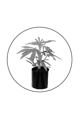 Clones category image