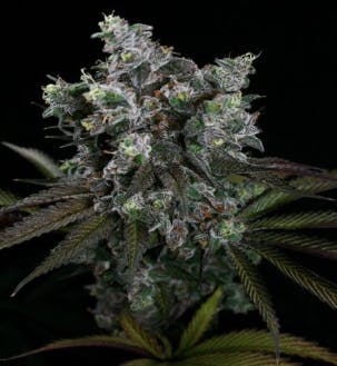 Product: GNG | Babadook | Flower - 3.5g