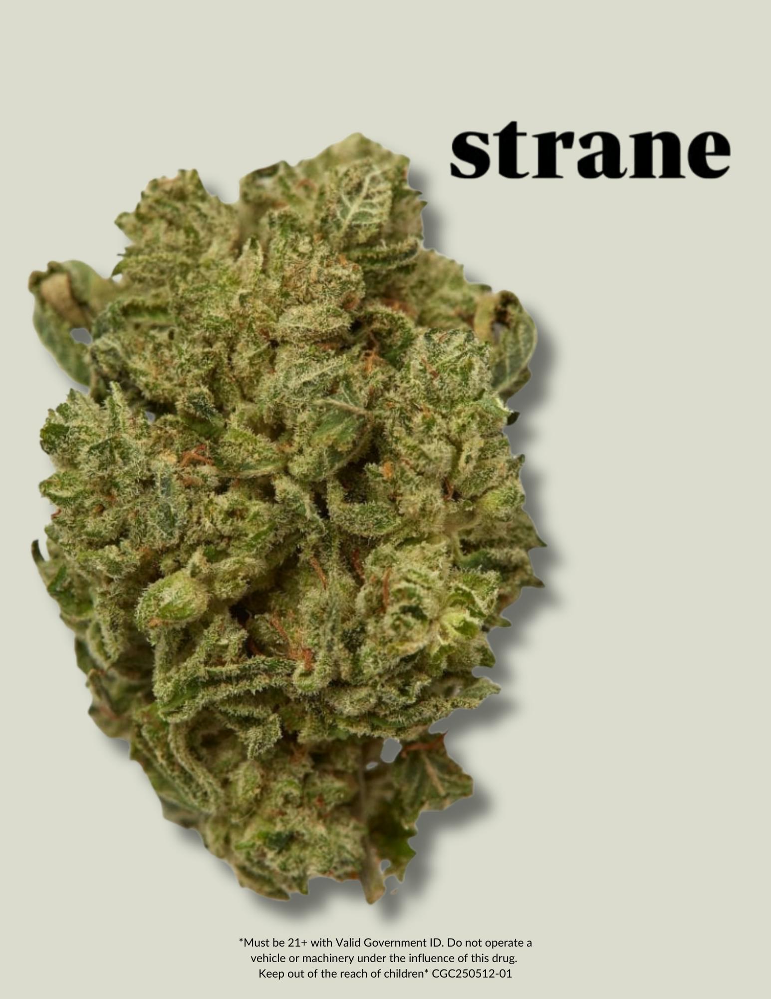 Cadenza 50s. Strad カデンツァ Cadenza 50s StradPro EX カデンツァ♪ interior library - カデンツァ