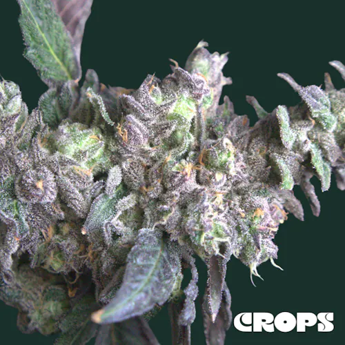 Crops | Flower | Ruby Violet | 3.5g-1