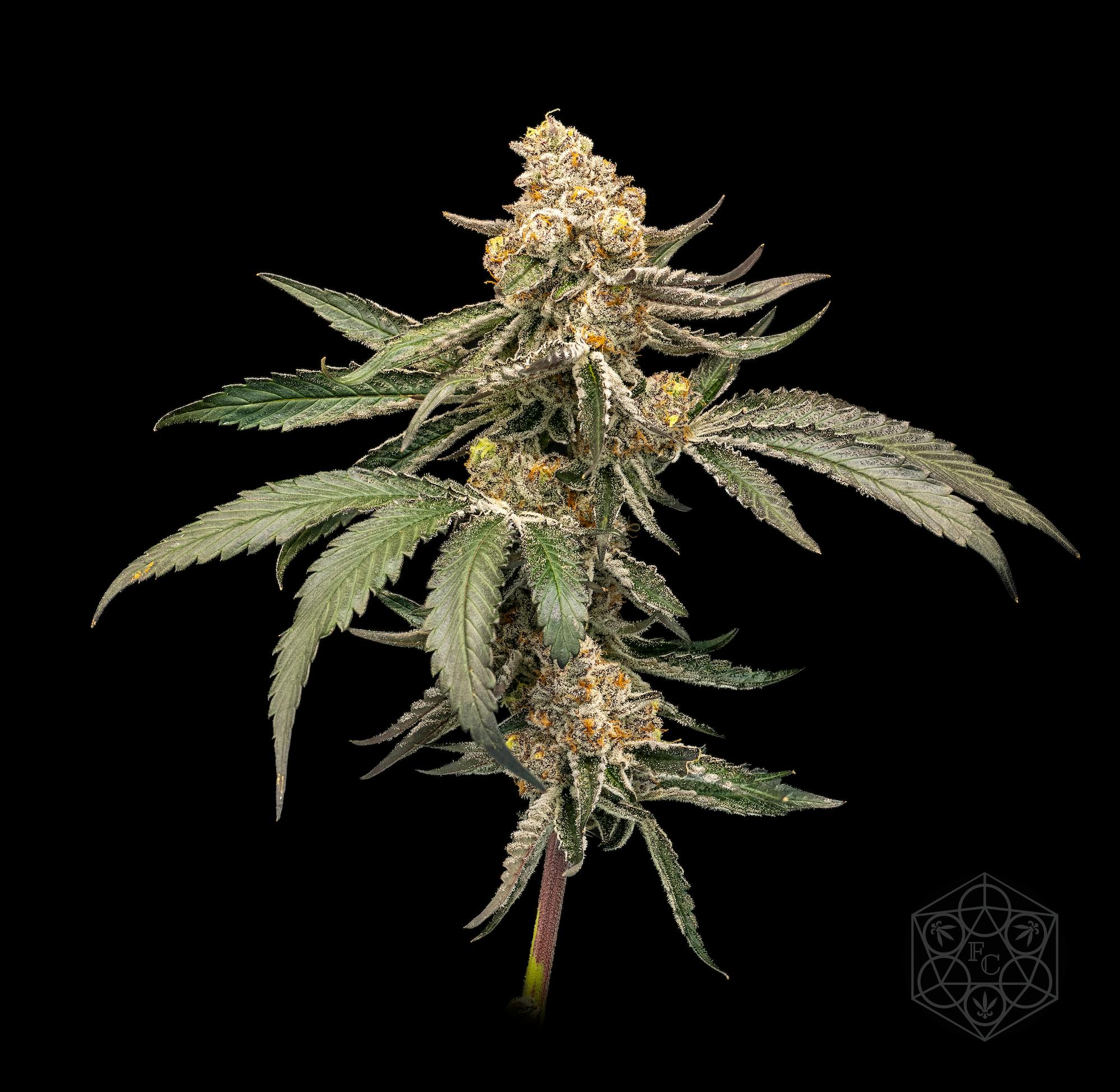 Product Cobra Milk | Deli Style