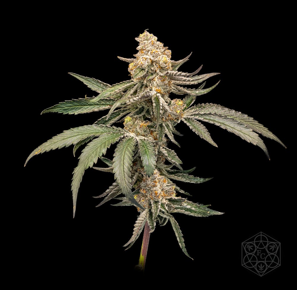 Product Cobra Milk | Deli Style