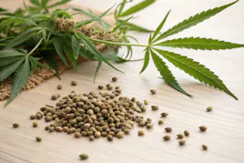 Seeds category image