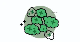 Flower category image