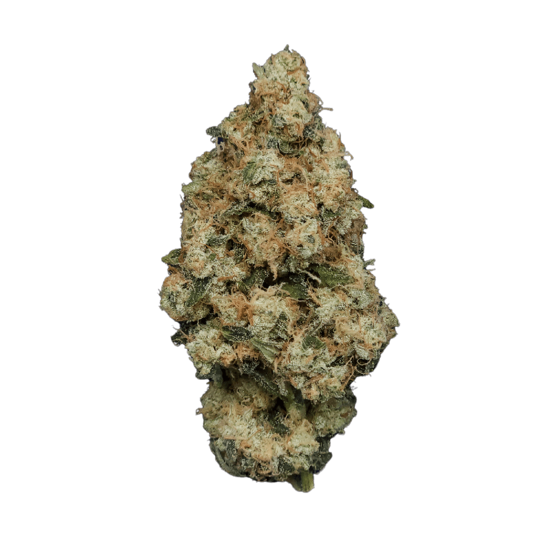 Photo of Ghost Dawg