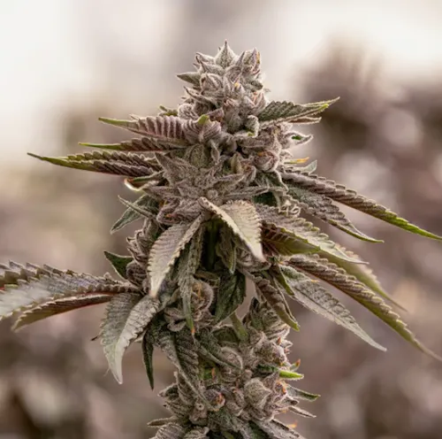 Sol Canna – Humboldts Most Wanted – 14g-1