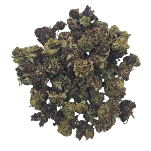 Oceana Gardens | Squirt Prepack-1