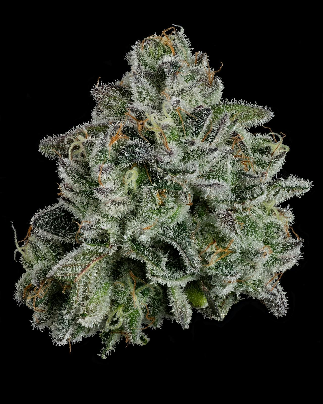 Product: U4EA Farms | Whoopie Pie | Flower - 3.5g