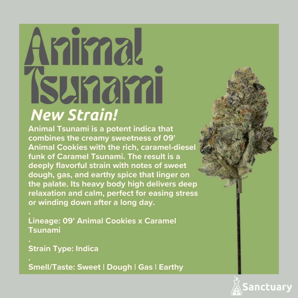 Sanctuary - Pre-Roll - Animal Tsunami