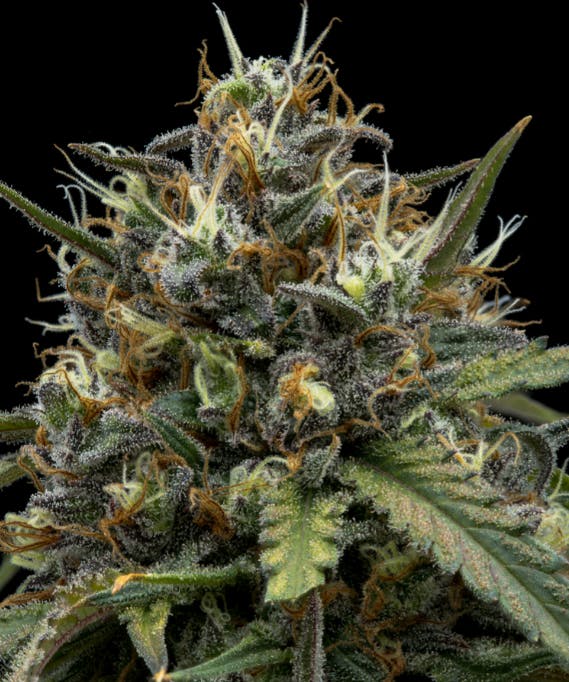 Honey Bunny | 1g