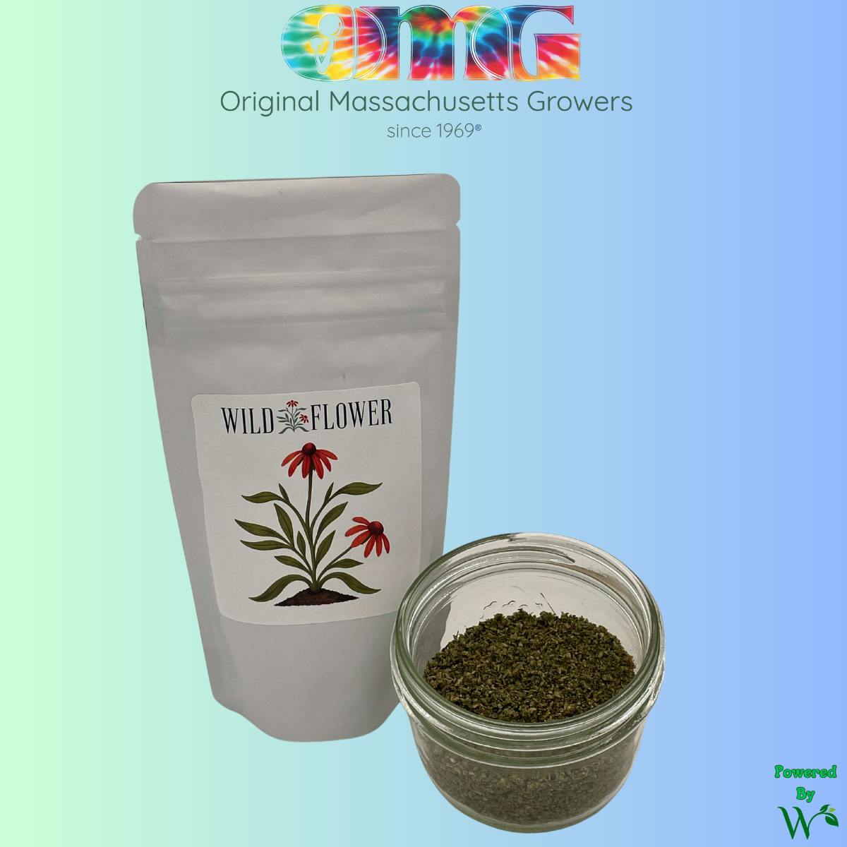 Wild Flower | Mango Haze | Preground Flower