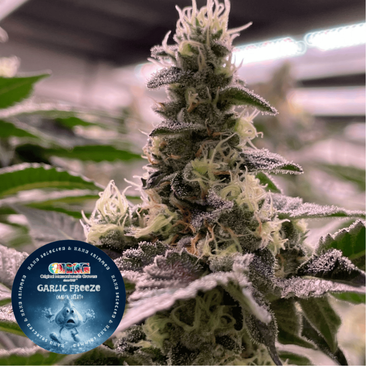 Product: OMG Head Stash | Garlic Freeze | Flower