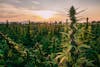 $20: Vandalia Organic 14g Pre-Packs- Sun Grown Flower