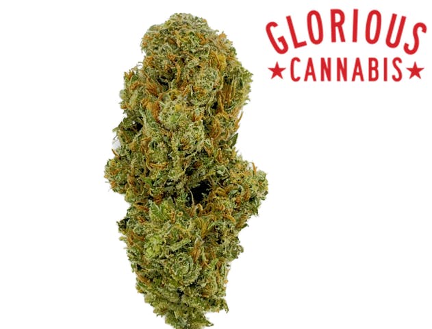 GLORIOUS CANNABIS CO. | GEORGIA HAZE | BULK | HYBRID