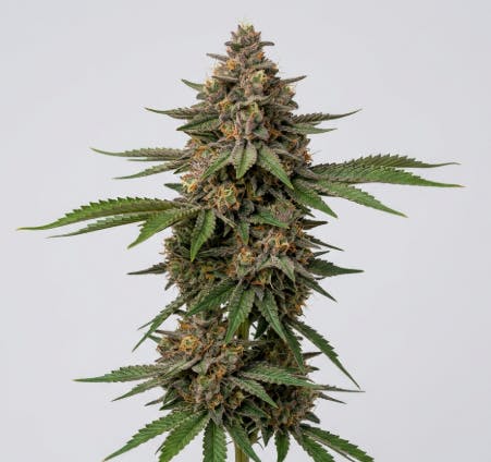 GNG | Tartz | Flower (Shake) - 7g