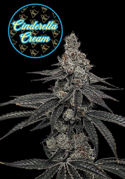 Cinderella Cream (S) - 3.5g - Highmark Provisions