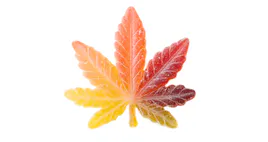Edibles category image