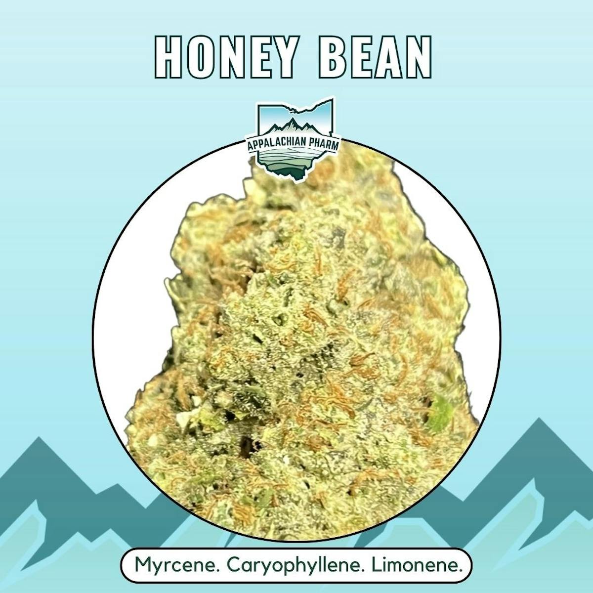 image of Honey Bean