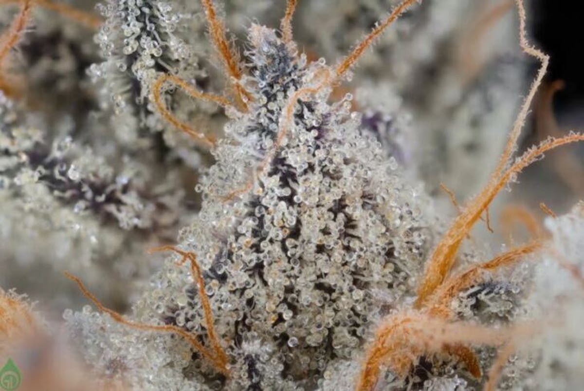 Photo of Green Dot – Pre-Packed – Thunderdome (H)
