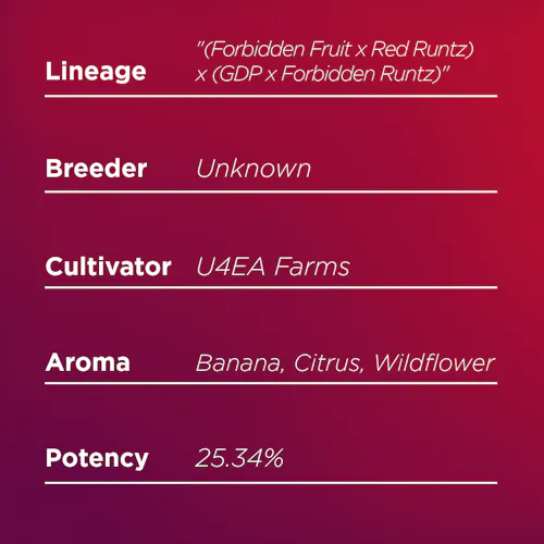 Deli Style | Mad Honey – Sativa – Hybrid-1