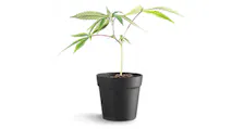 Clones category image
