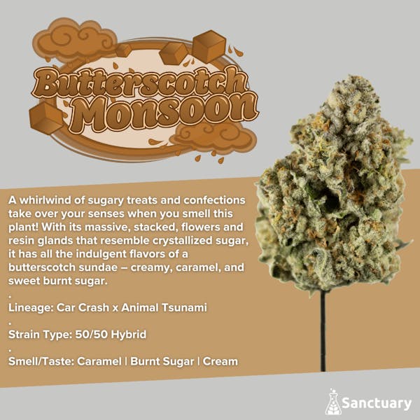 Butterscotch Monsoon (H) - 0.5g | 5pk Pre-Rolls - Sanctuary Medicinals