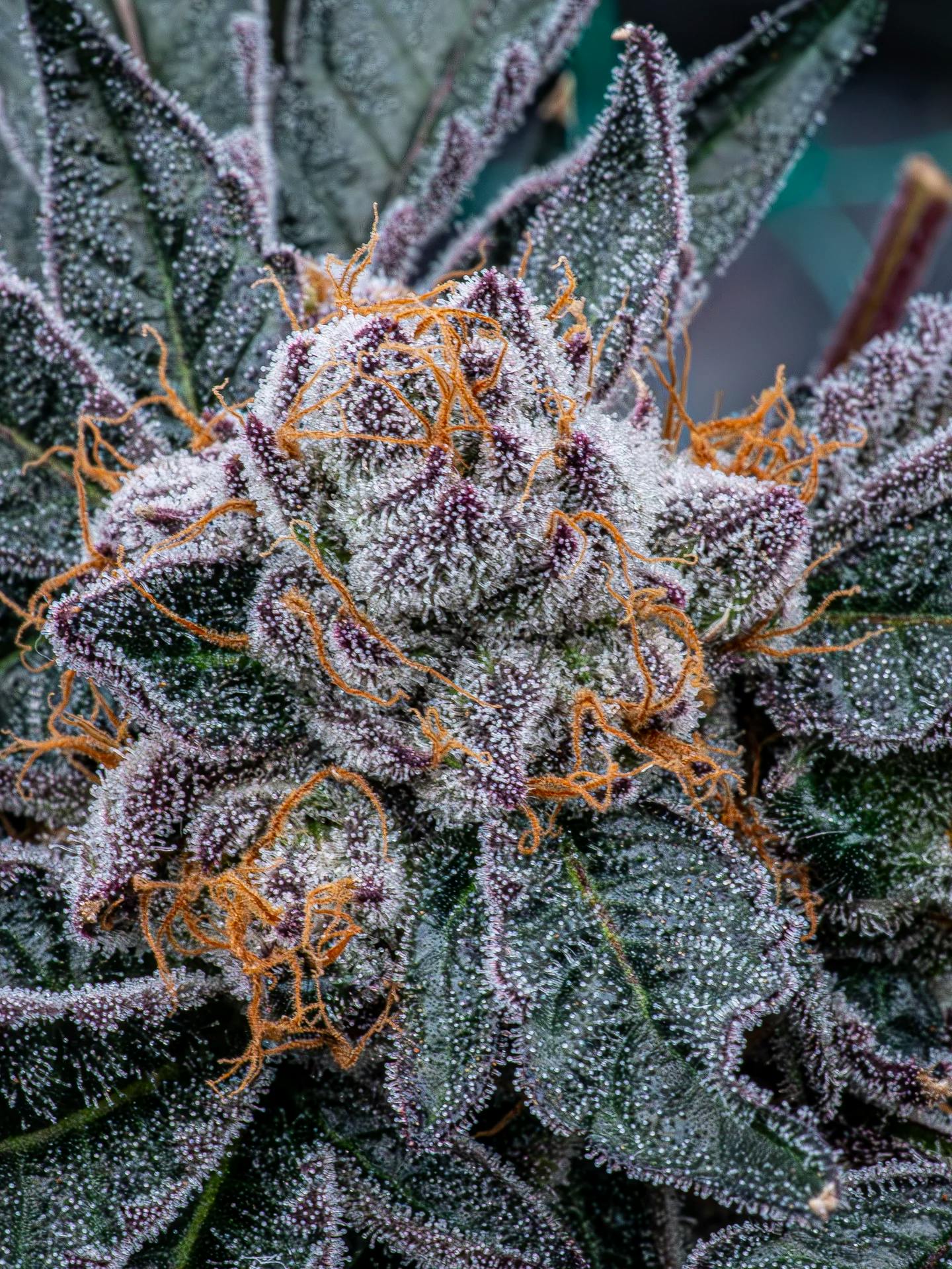 Aye Papi | Flower | 3.5g by Hybrid Theory | Buy Online | Treehouse