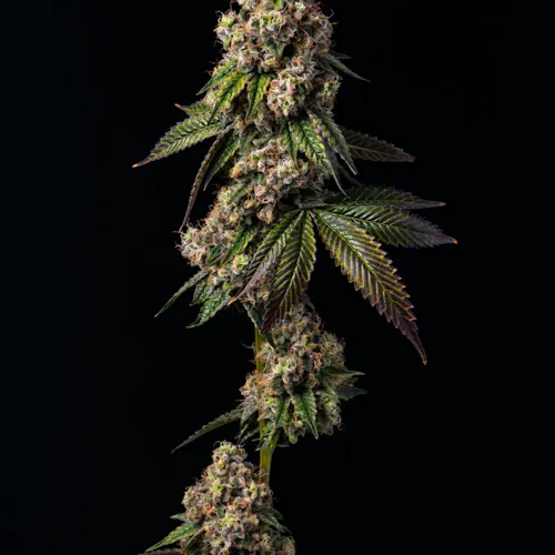 Flower – 2090 Shit-1