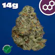 Plasma Gas Pre-Packed