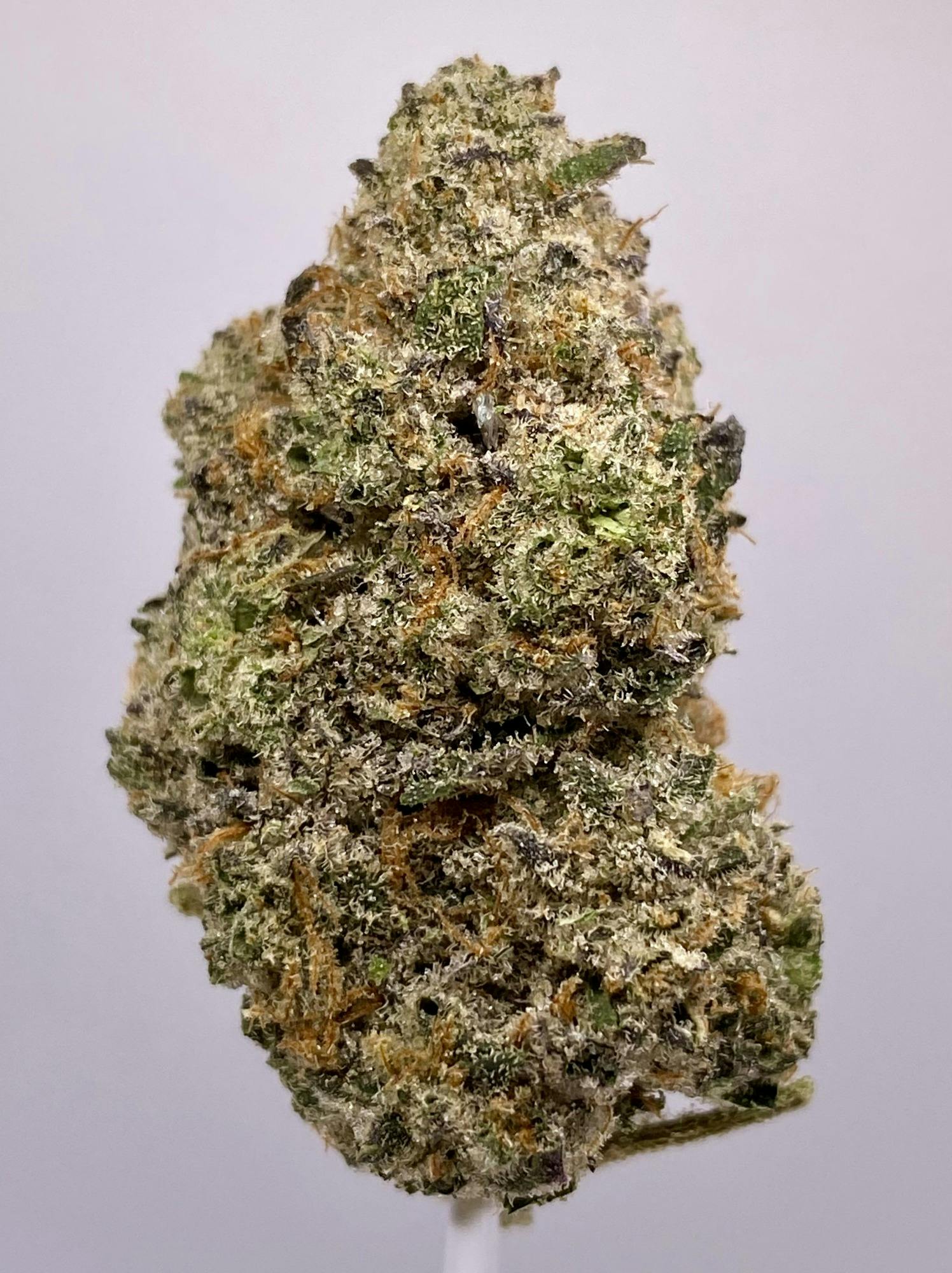 Star Killer OG | Gas Station Cultivation | Herbal Solutions