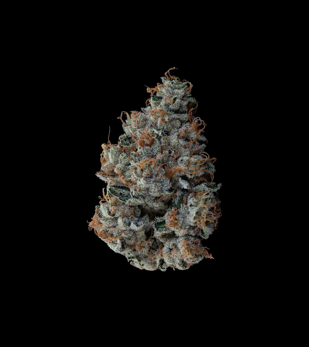 image of Motorbreath Small Buds