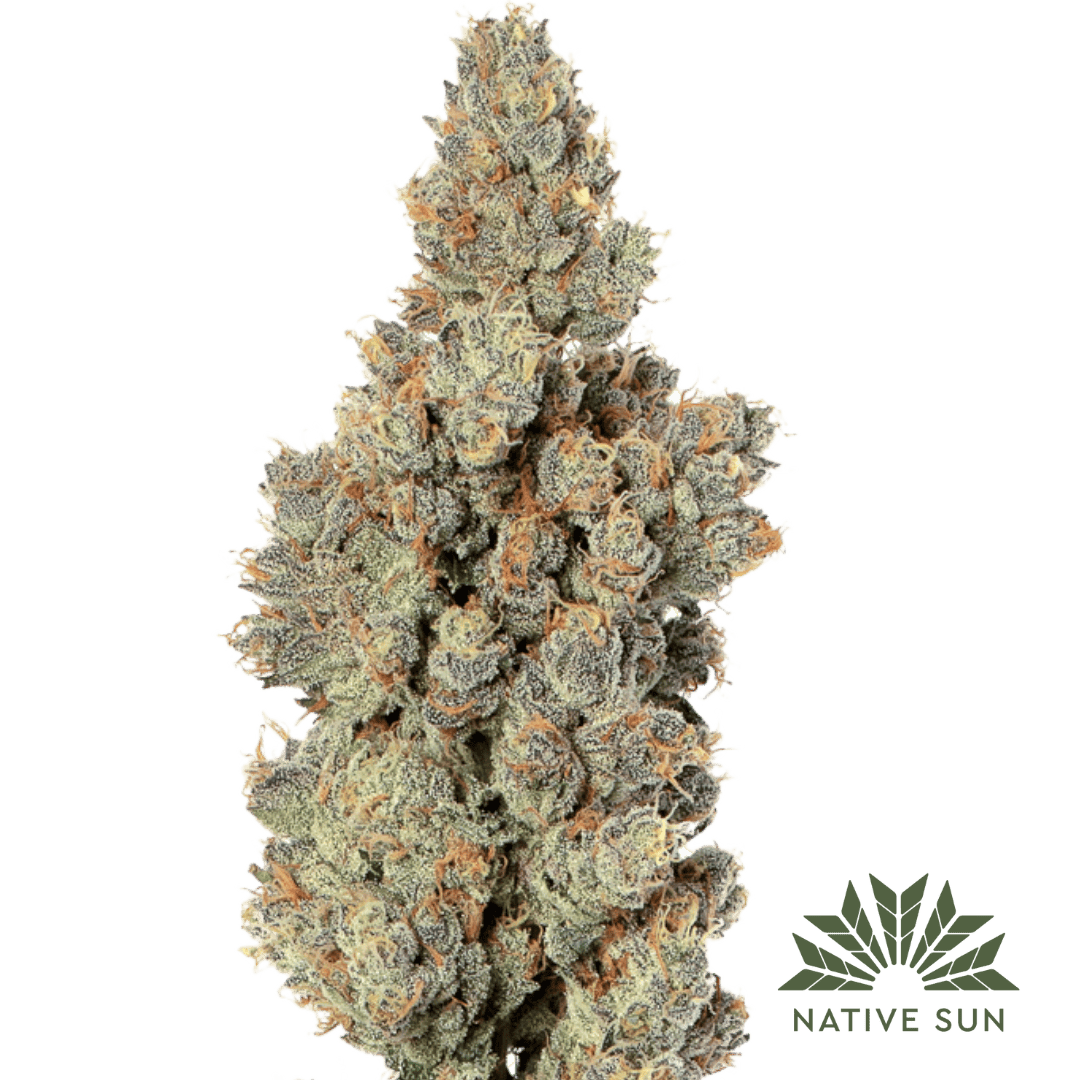 Native Sun Dosidos | Flower | 3.5g - Native Sun Cannabis Cannabis