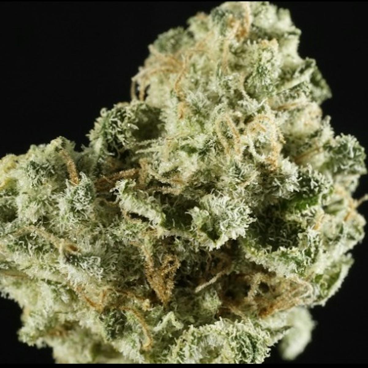 Photo of Gold Shelf – Blueberry Breath (S)