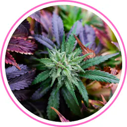 Flower category image