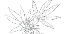 Flower category image