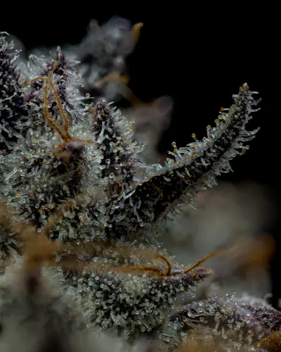 Full Tilt | Flower – Jungle Butter | 3.5g-4