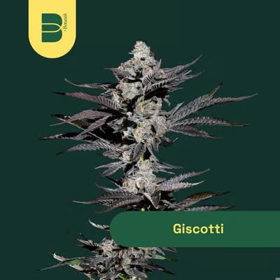 Giscotti