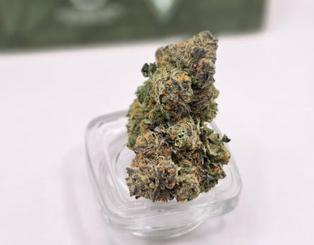 Product: Garlic Cocktail | Highway Horticulture