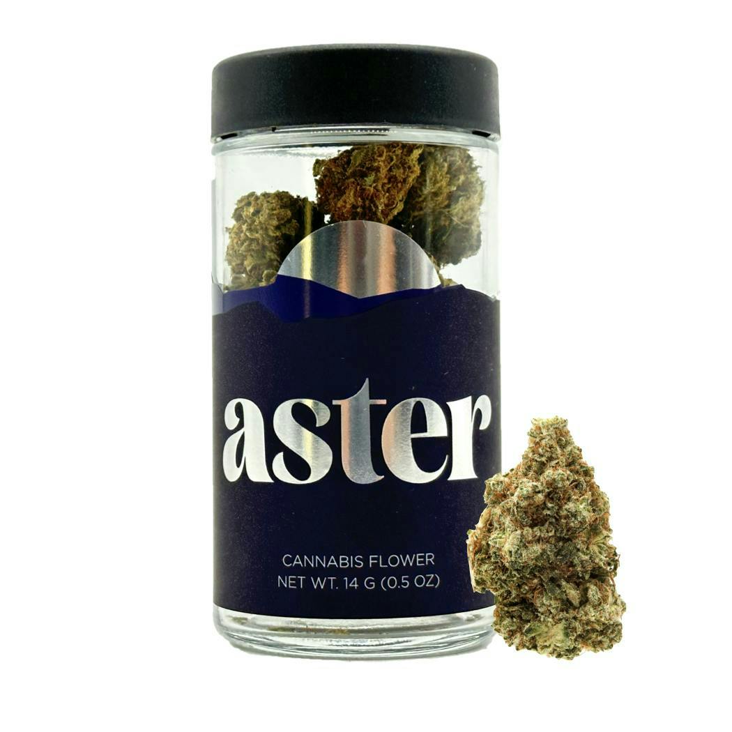 Aster Fatso 14g Flower